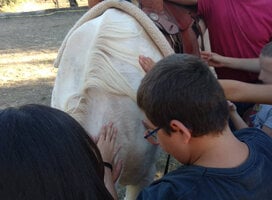 horse, dressage, natural, animals, Els Olivers, activities, kids, children
