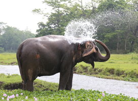 An working elephant enjoying a much needed break during our ELEPHANT HAPPY HOUR activity