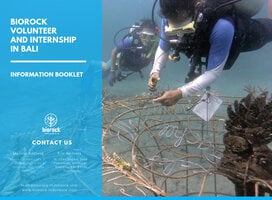 Coral transplantation on Artificial Biorock Reef Structure