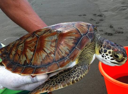 Association Save the Turtles Parismina