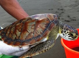 Association Save the Turtles Parismina