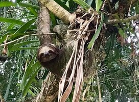 Sloth in Tree in Costa Rica