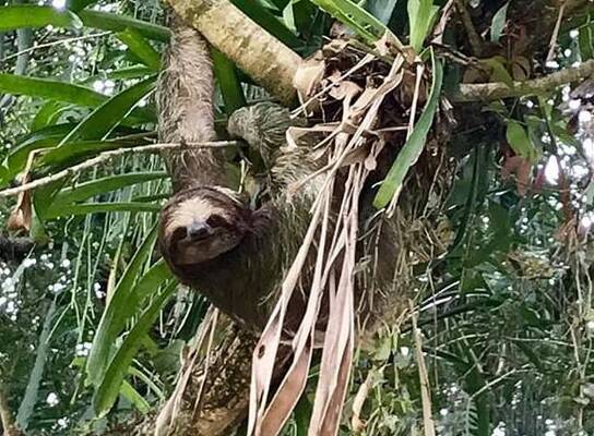 Sloth in Tree in Costa Rica