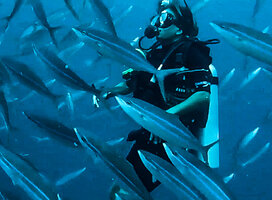 Schools of fishes to explore