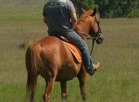 Horse riding
