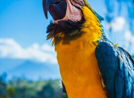 Amazon survival guide volunteering
