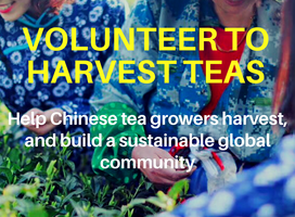 Volunteer to Harvest Teas and Fruits in Hangzhou, China