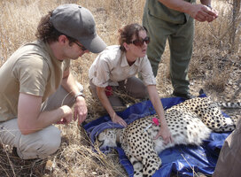 You’ll be fully involved with the treatment and handling of wildlife, including responding to emergency call outs