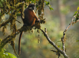 Primates of Bioko Island