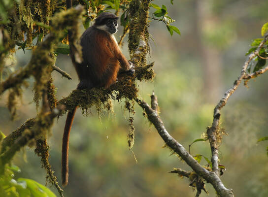 Primates of Bioko Island