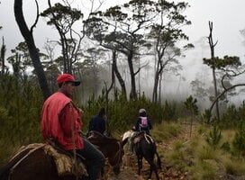 hiking pico duarte on mules