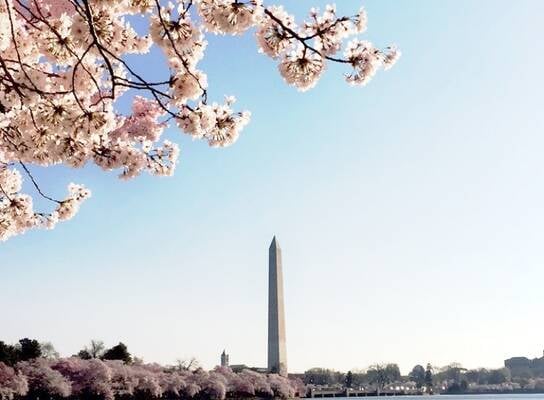 The Washington Monument with cherry blossoms