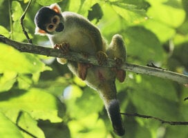 conservation volunteer peru