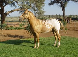 Hunters Dream, breeding stallion 