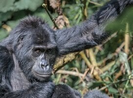 Gorilla Trekking in Uganda