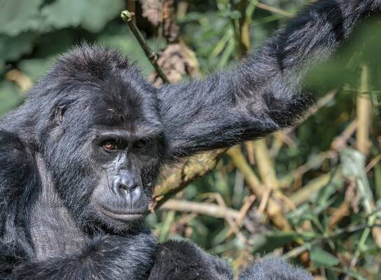 Gorilla Trekking in Uganda