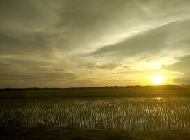 Assam 