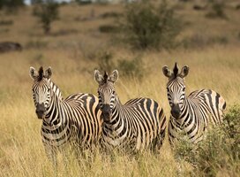 African fauna
