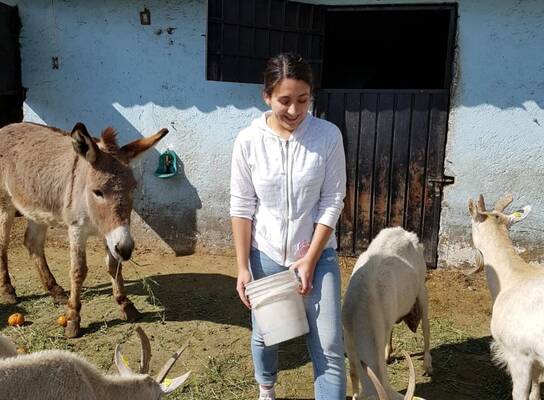 Animal care Project