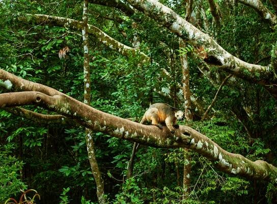 A tree kangaroo in a tree
