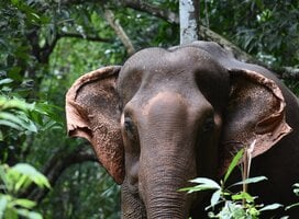 Asian elephant