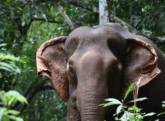 Asian elephant