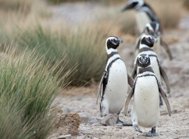 Penguins walking in a line