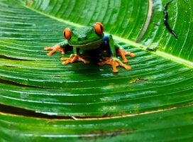 SFS Costa Rica - frog on plant