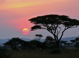 SFS Kenya Semester