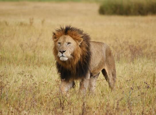 A lion in the field