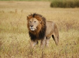 A lion in the field