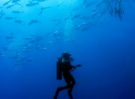 Student diver and fish