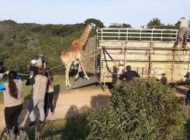 Giraffe relocation