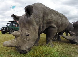 Rhino
