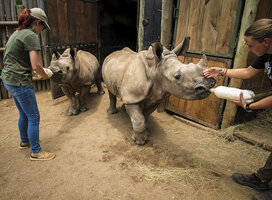 Feeding rhino calves