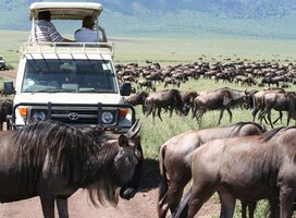 An annual migration of wild life in the Serenegti plains is a wonder of nature..