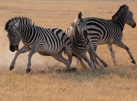 Victoria Falls Nature Enthusiast Course 