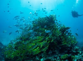 Volunteer in Mexico