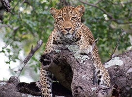 Wildlife conservation