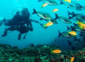 Master the art of underwater photography