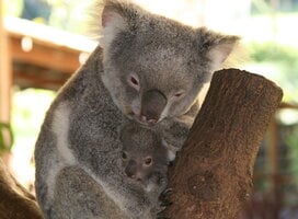 Koko and Joey