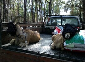 Barbary sheep immobilized