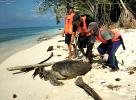 Rangers rescue green sea turtle