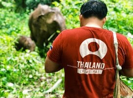 Chiang Mai elephant