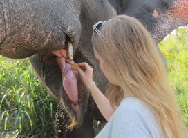 Volunteer feeding the elephant a sweet treat