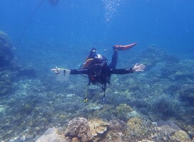 Reef Check Reef Survey in Action
