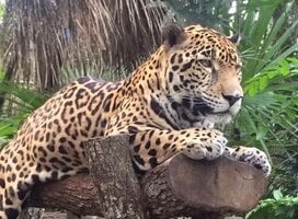 Belize wildlife