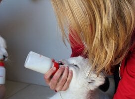 Volunteering Big Cat Projekt South Africa