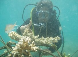 Restoring the coral