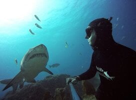 Freediving with Ragged Tooth Shark